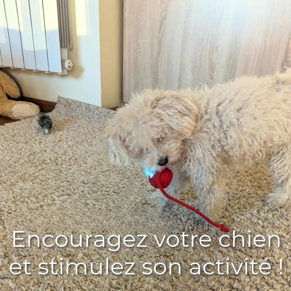 Jouet interactif