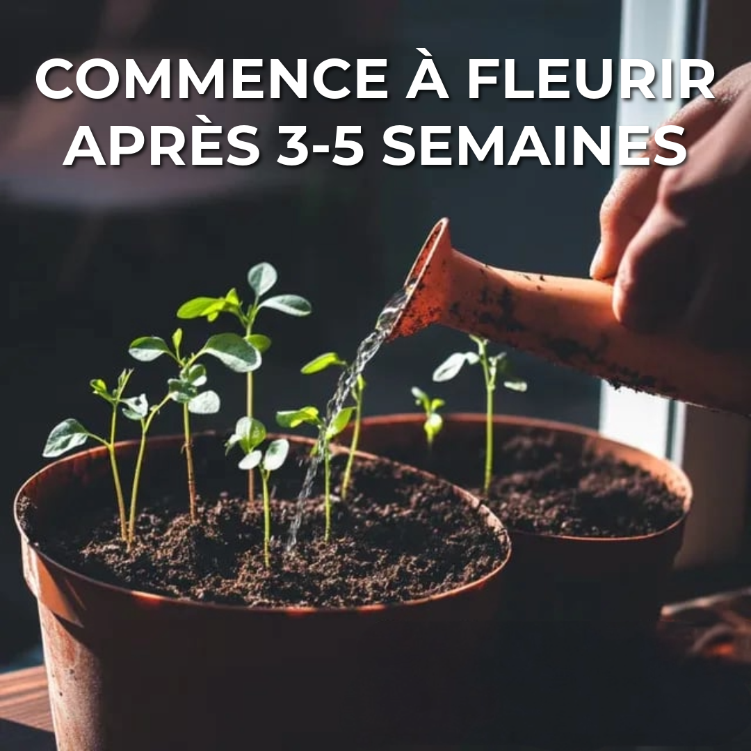 Calendrier Plantable 2025