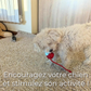 Jouet interactif