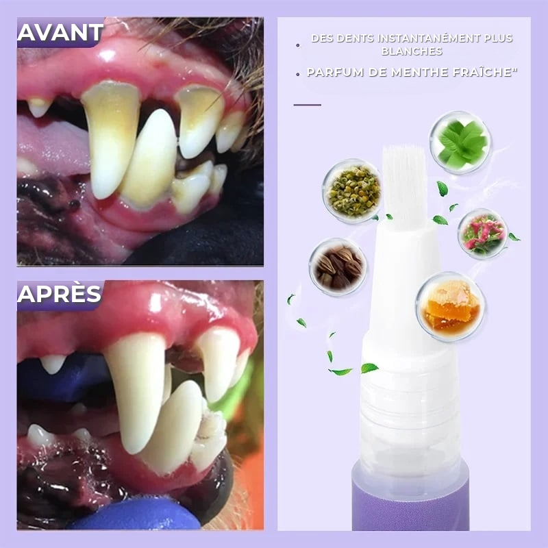 Gel Professionnel de Réparation Dentaire