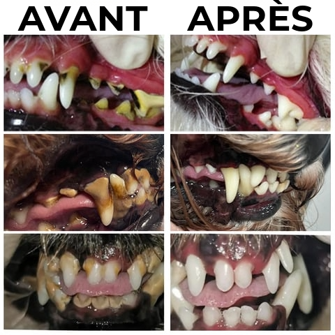 Gel Professionnel de Réparation Dentaire